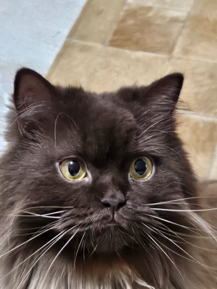 Gato raça SRD-ViraLata idade 3 anos nome Jean