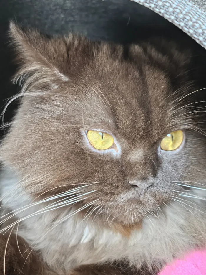 Gato raça SRD-ViraLata idade 3 anos nome Jean