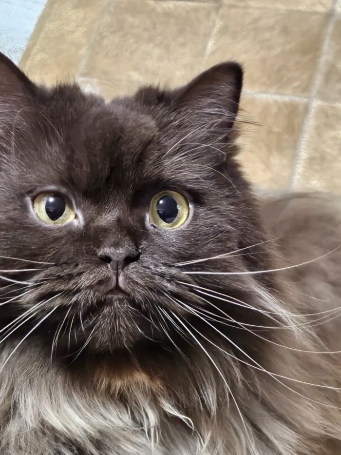 Gato raça SRD-ViraLata idade 3 anos nome Jean