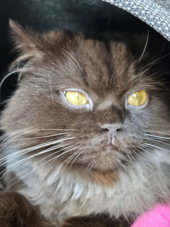 Gato raça SRD-ViraLata idade 3 anos nome Jean