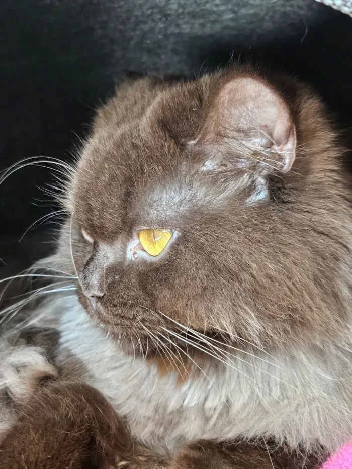 Gato raça SRD-ViraLata idade 3 anos nome Jean