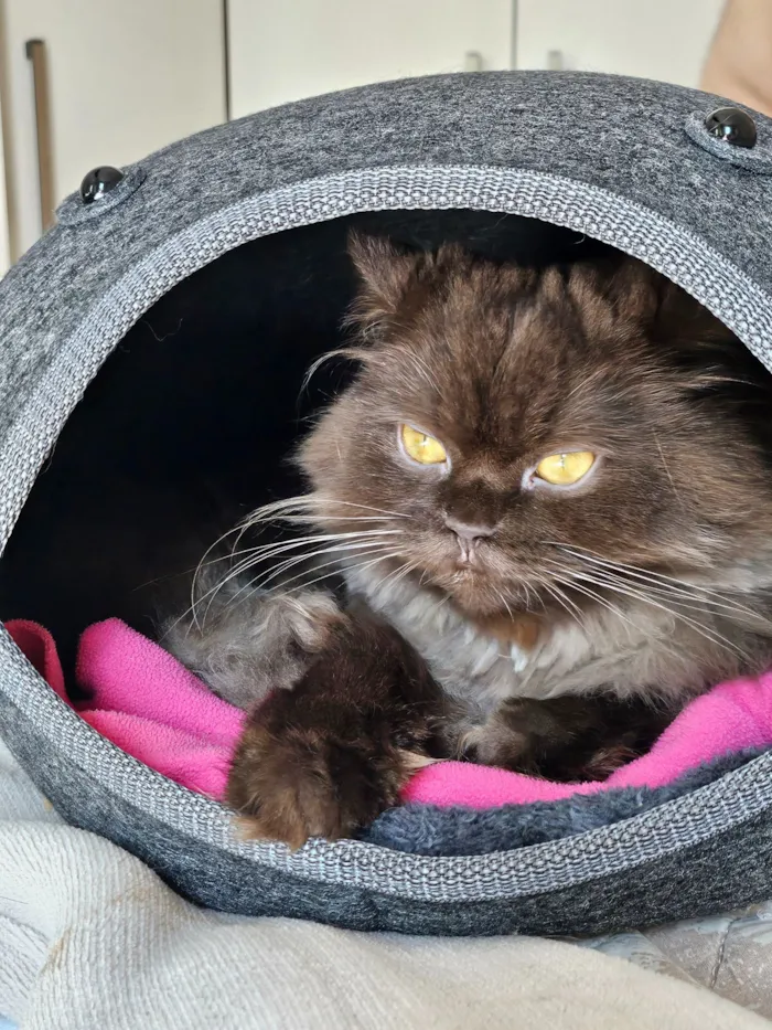 Gato raça SRD-ViraLata idade 3 anos nome Jean