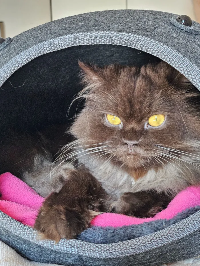 Gato raça SRD-ViraLata idade 3 anos nome Jean