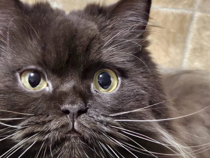 Gato raça SRD-ViraLata idade 3 anos nome Jean