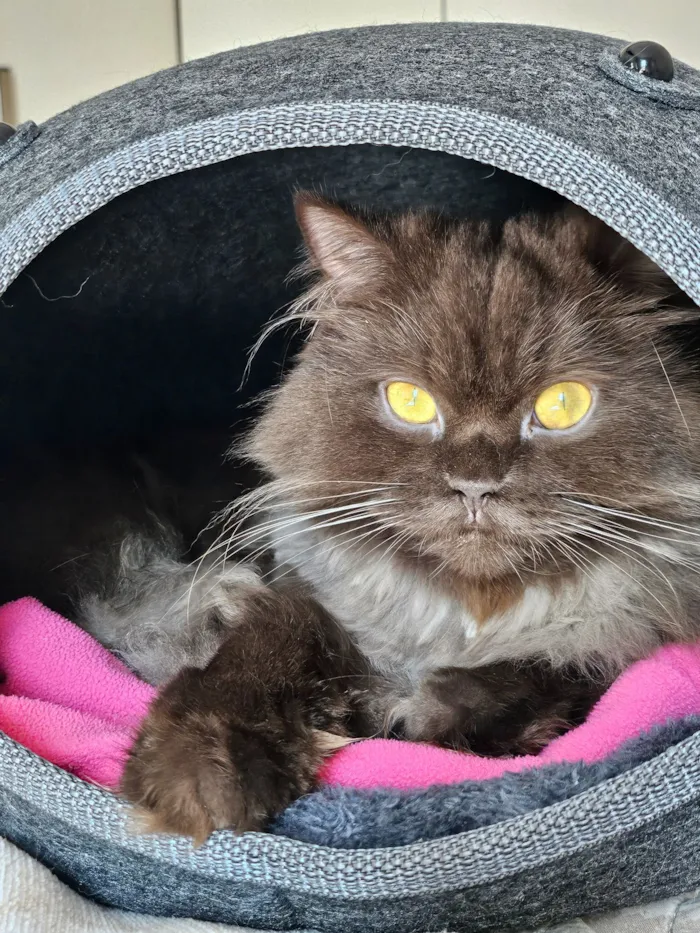 Gato raça SRD-ViraLata idade 3 anos nome Jean