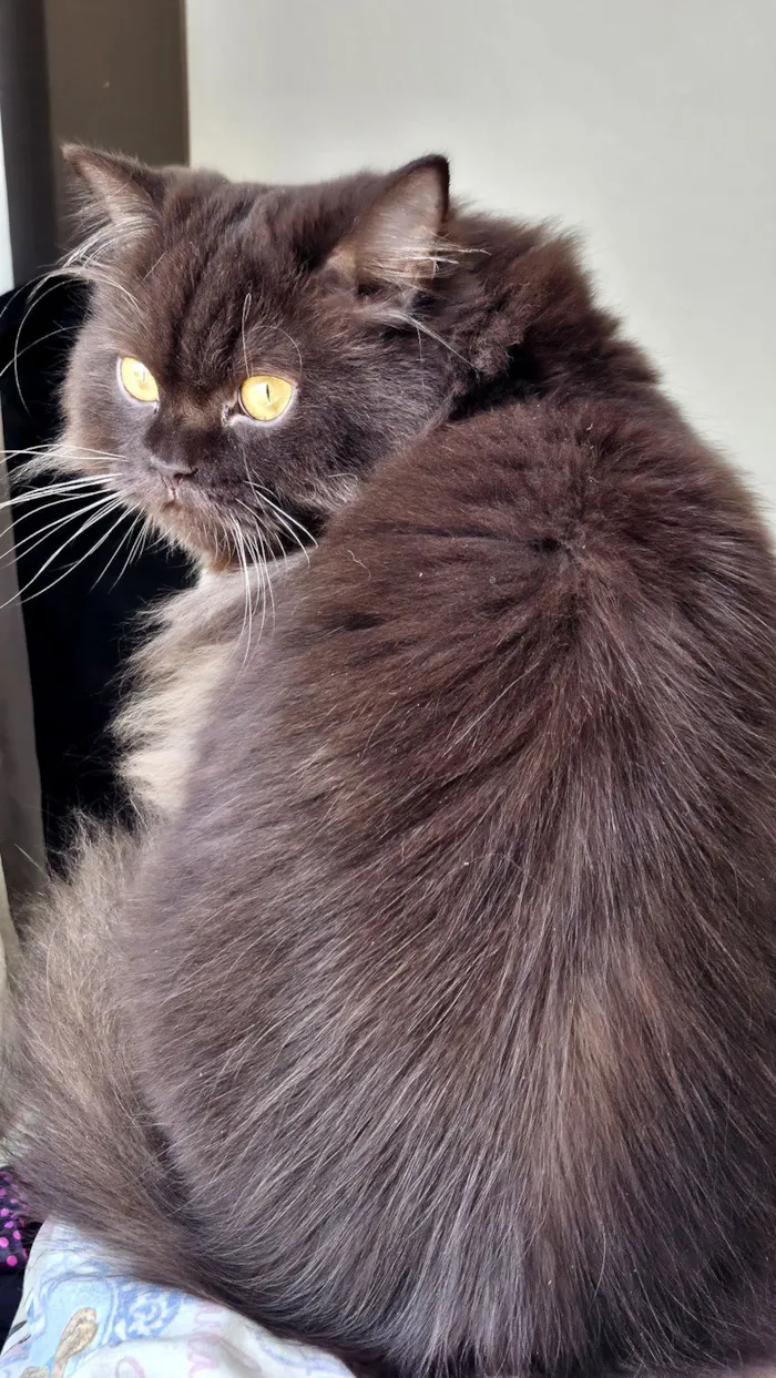 Gato raça SRD-ViraLata idade 3 anos nome Jean