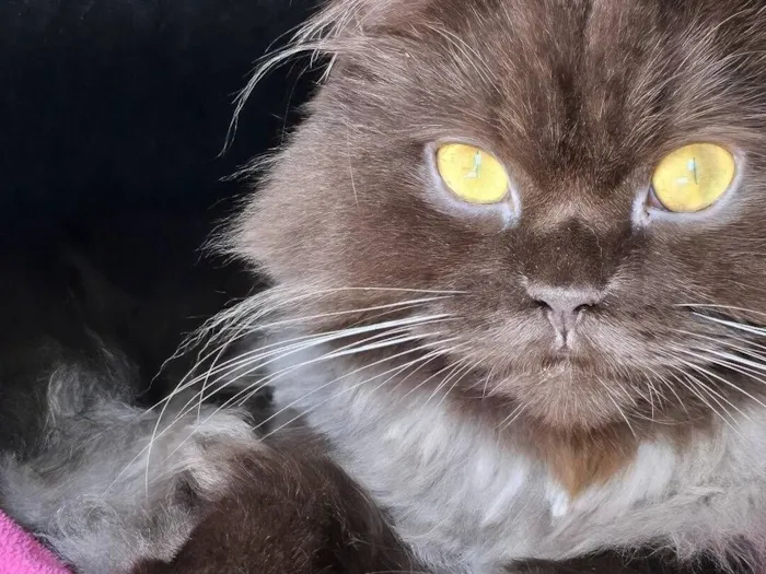 Gato raça SRD-ViraLata idade 3 anos nome Jean