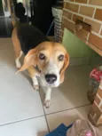 Cachorro raça Perdigueiro idade 6 ou mais anos nome Mila