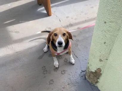 Cachorro raça Perdigueiro idade 6 ou mais anos nome Mila