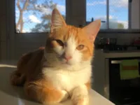 Gato raça SRD-ViraLata idade 1 ano nome Léo 