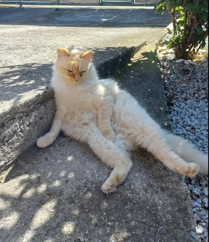 Gato raça SRD-ViraLata idade 6 ou mais anos nome Perseu 
