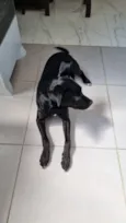 Cachorro raça SRD-ViraLata idade 7 a 11 meses nome Dexter