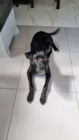 Cachorro raça SRD-ViraLata idade 7 a 11 meses nome Dexter