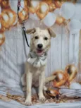 Cachorro raça SRD-ViraLata idade 2 a 6 meses nome Mel