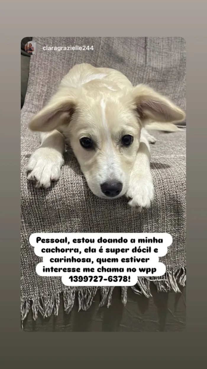 Cachorro raça SRD-ViraLata idade 2 a 6 meses nome Mel