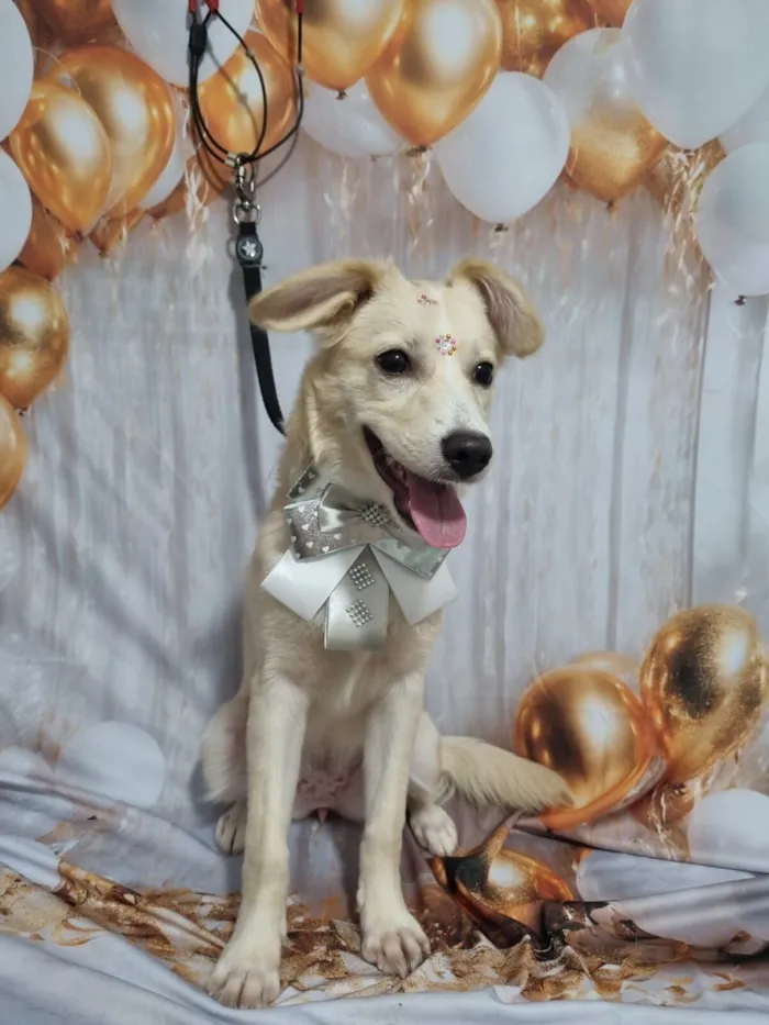 Cachorro raça SRD-ViraLata idade 2 a 6 meses nome Mel