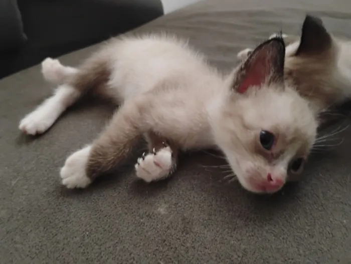 Doação de 5 filhotes 