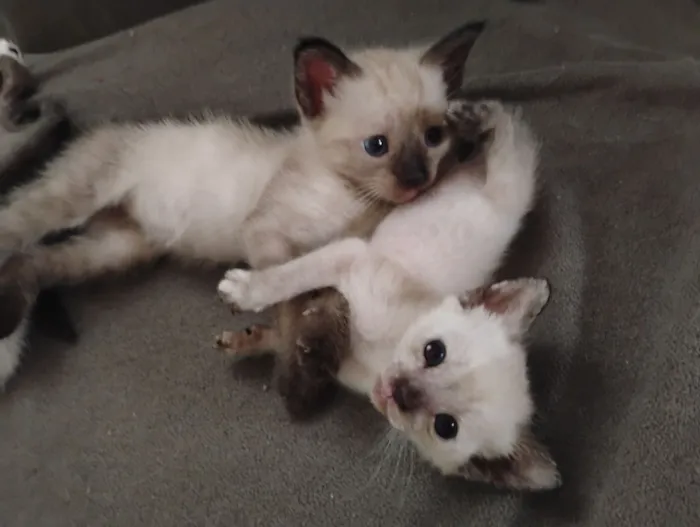 Gato raça SRD-ViraLata idade Abaixo de 2 meses nome Doação de 5 filhotes 