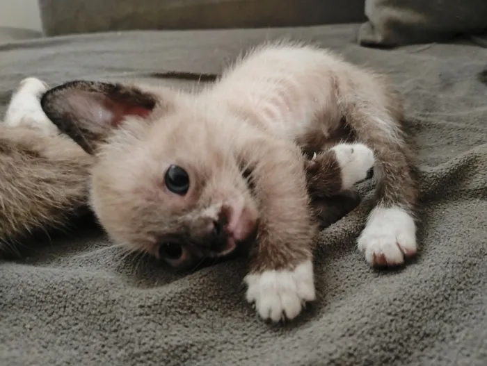 Gato raça SRD-ViraLata idade Abaixo de 2 meses nome Doação de 5 filhotes 