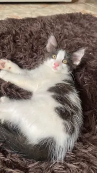 Gato raça SRD-ViraLata idade 2 a 6 meses nome Yves