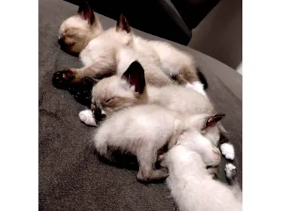 Gato raça SRD-ViraLata idade Abaixo de 2 meses nome Doação de 5 filhotes 