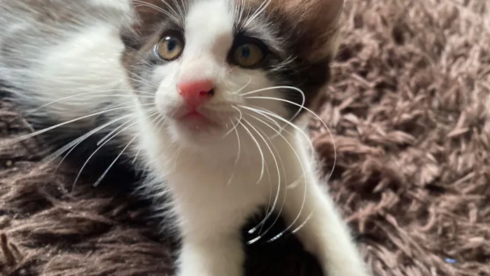 Gato raça SRD-ViraLata idade 2 a 6 meses nome Yves