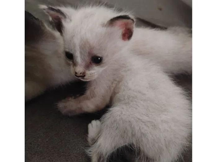 Gato raça SRD-ViraLata idade Abaixo de 2 meses nome Doação de 5 filhotes 