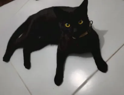 Gato raça SRD-ViraLata idade 1 ano nome Félix 