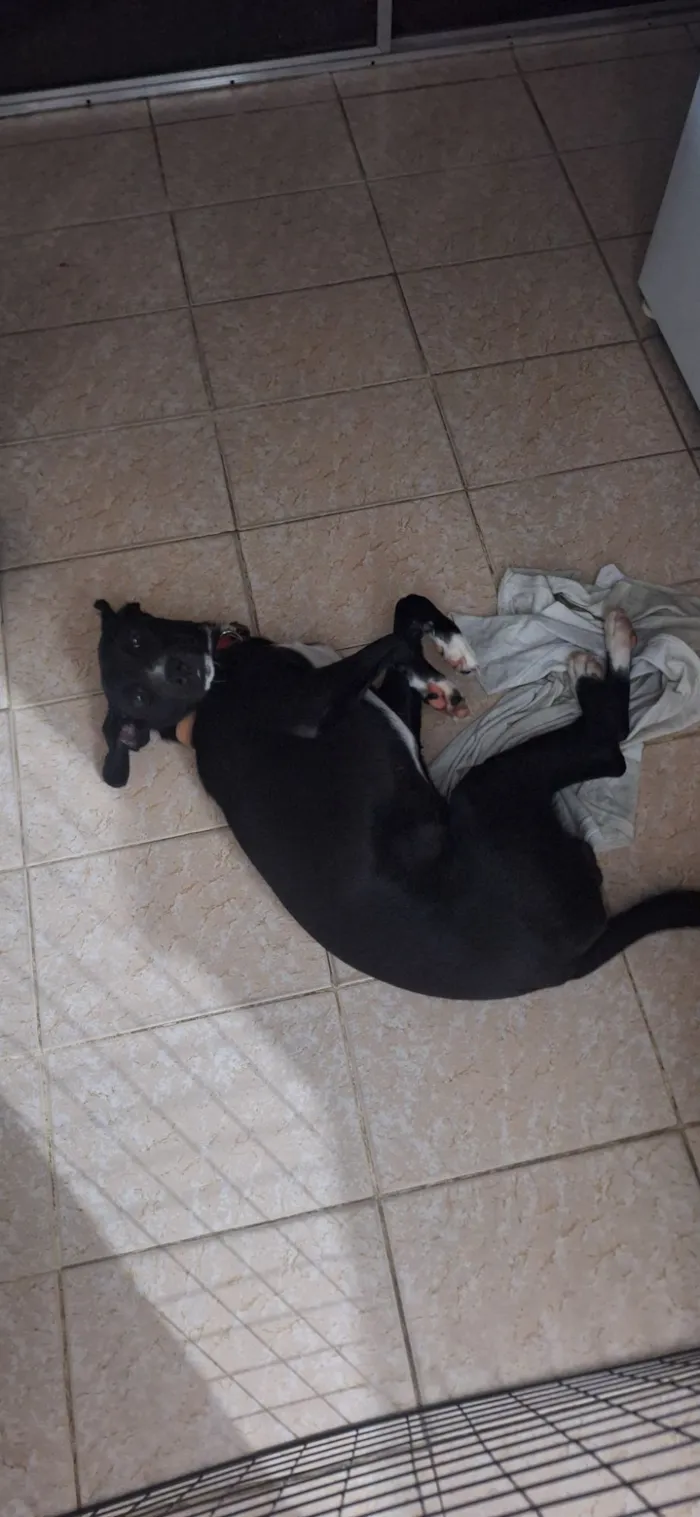 Cachorro raça SRD-ViraLata idade 7 a 11 meses nome thor