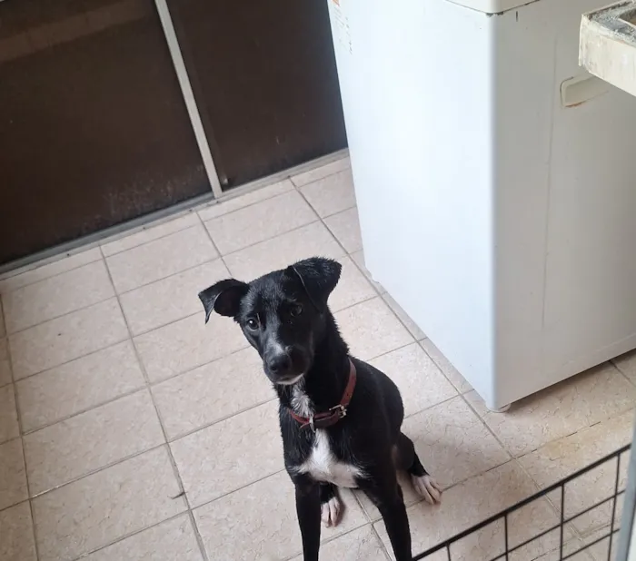 Cachorro raça SRD-ViraLata idade 7 a 11 meses nome thor