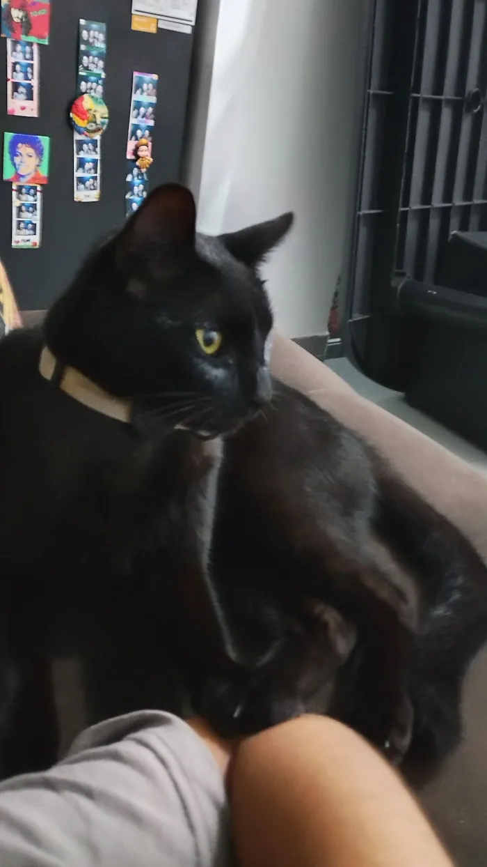 Gato raça SRD-ViraLata idade 1 ano nome Félix 