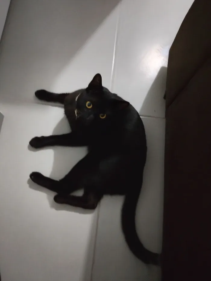 Gato raça SRD-ViraLata idade 1 ano nome Félix 