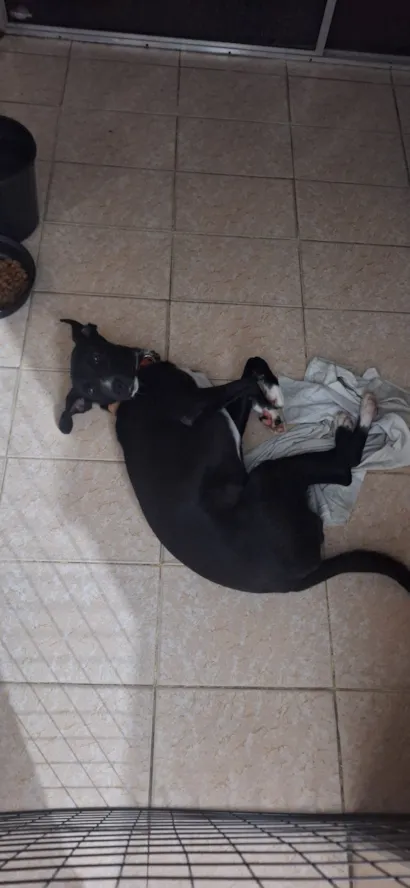 Cachorro raça SRD-ViraLata idade 7 a 11 meses nome thor