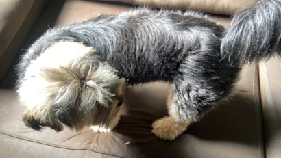 Cachorro raça Shitzu idade 1 ano nome Messi 