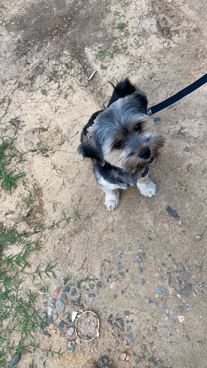 Cachorro raça Shitzu idade 1 ano nome Messi 