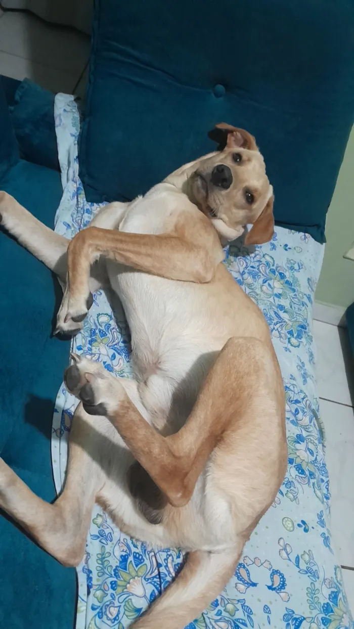 Cachorro raça SRD-ViraLata idade 7 a 11 meses nome Darwin