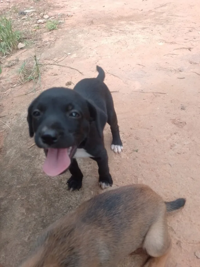Cachorro raça SRD-ViraLata idade Abaixo de 2 meses nome Preta