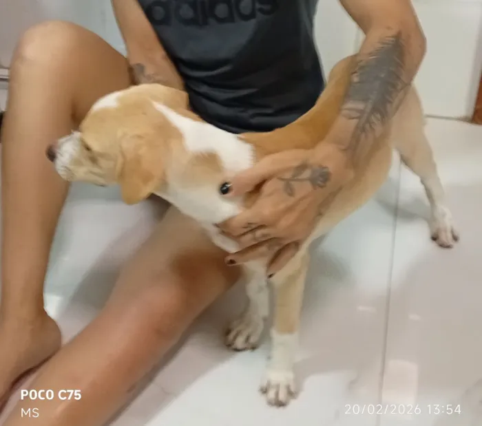 Cachorro raça SRD-ViraLata idade 2 a 6 meses nome Pitoco 