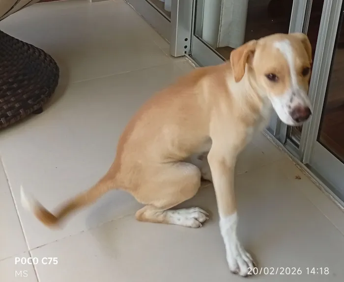 Cachorro raça SRD-ViraLata idade 2 a 6 meses nome Pitoco 