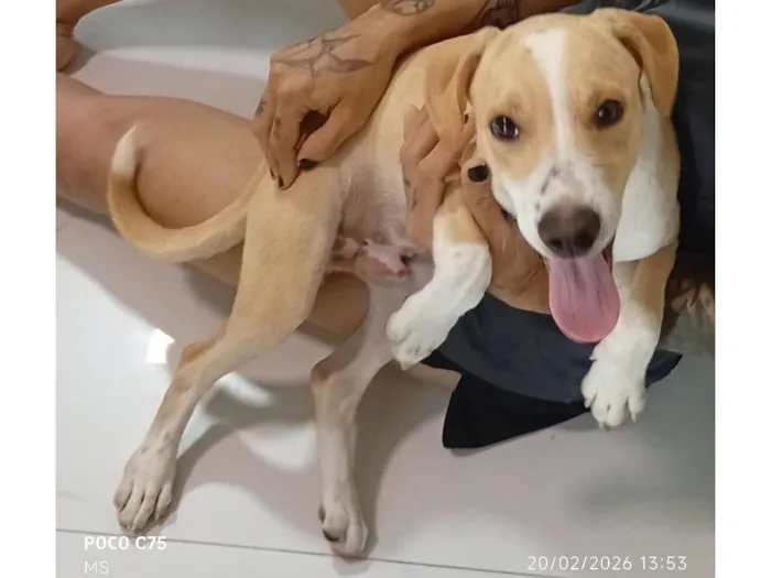 Cachorro raça SRD-ViraLata idade 2 a 6 meses nome Pitoco 