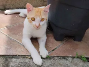Gato raça SRD-ViraLata idade 1 ano nome Laranjinha 