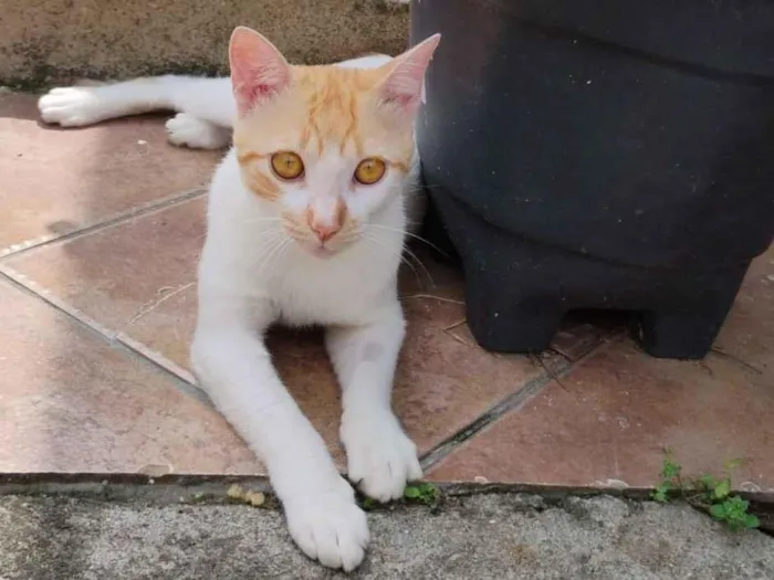 Gato raça SRD-ViraLata idade 1 ano nome Laranjinha 