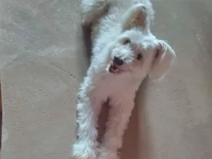 Cachorro raça Poodle idade 6 ou mais anos nome Estrela