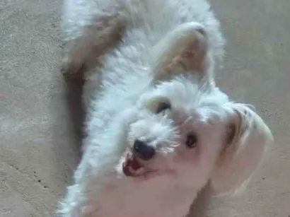 Cachorro raça Poodle idade 6 ou mais anos nome Estrela