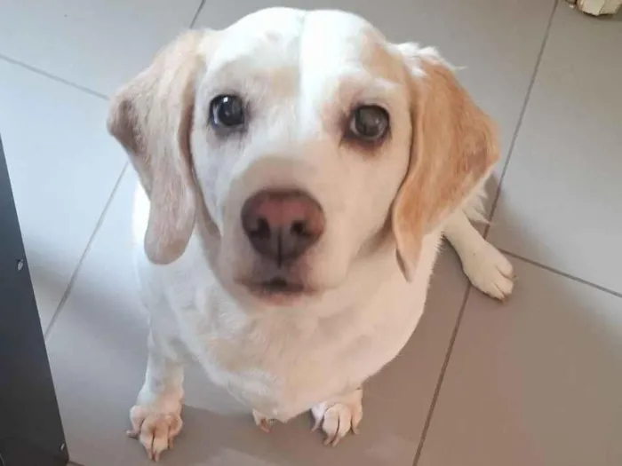 Cachorro raça SRD-ViraLata idade 6 ou mais anos nome Cloe