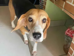 Cachorro raça Perdigueiro idade 6 ou mais anos nome Mila