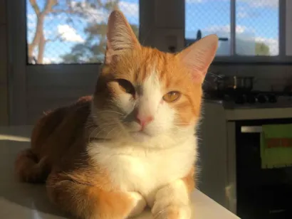 Gato raça SRD-ViraLata idade 1 ano nome Léo 
