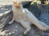 Gato raça SRD-ViraLata idade 6 ou mais anos nome Perseu 