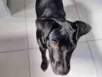 Cachorro raça SRD-ViraLata idade 7 a 11 meses nome Dexter