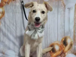 Cachorro raça SRD-ViraLata idade 2 a 6 meses nome Mel